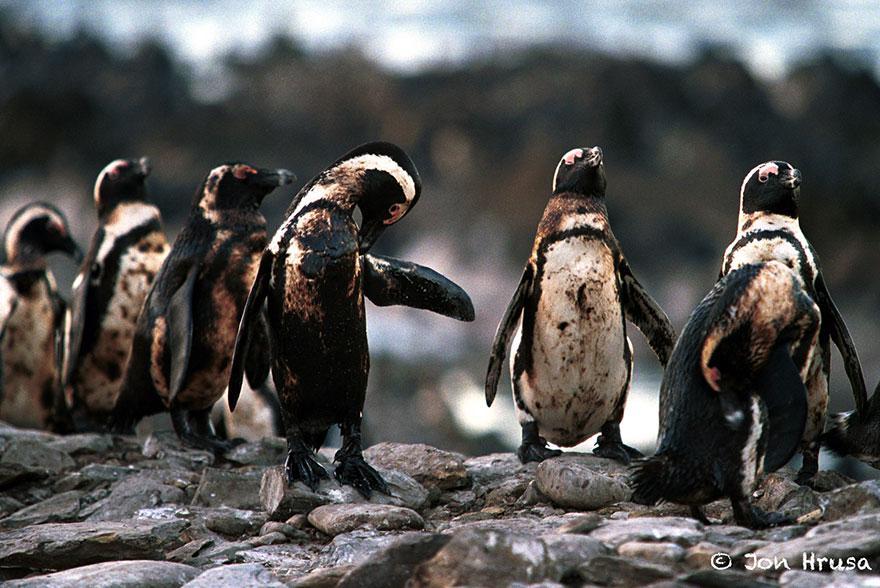 http://cdn.idntimes.com/content-images/post/old/a5d20-penguin.jpg