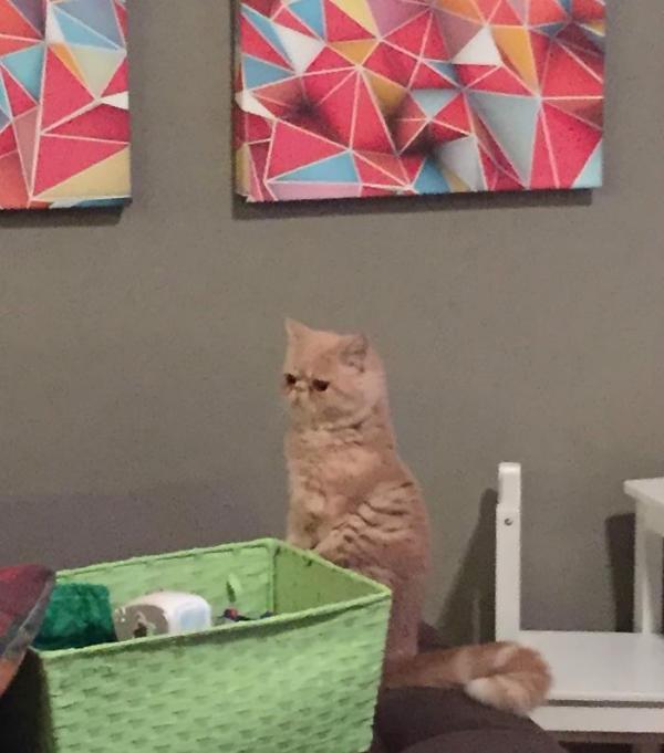http://cdn.idntimes.com/content-images/post/old/a7641-george-the-cat-standing-on-2-legs-3.jpg