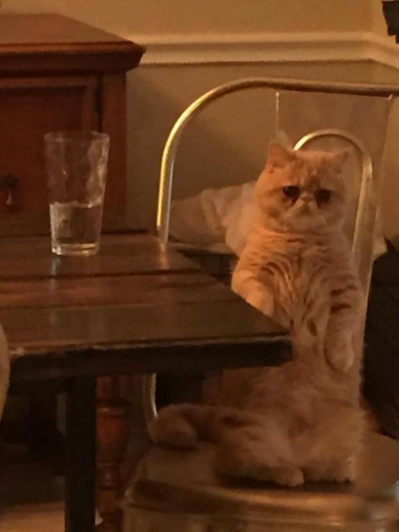 http://cdn.idntimes.com/content-images/post/old/aaf2d-george-the-cat-standing-on-2-legs-7.jpg