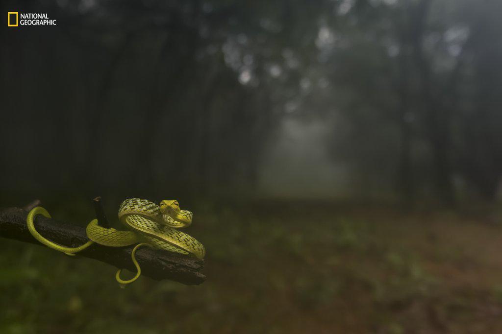 https://cdn.idntimes.com/content-images/post/20161220/animal-portraits-first-place-dragging-you-deep-woods-9e91c6db974091f105683f9807f28418.jpg
