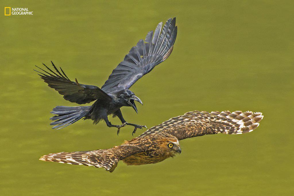https://cdn.idntimes.com/content-images/post/20161220/animal-portraits-honorable-mention-crow-chasing-puffy-owl-b0b8395e8c770821d8a8783c5d6e8172.jpg