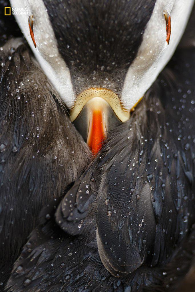 https://cdn.idntimes.com/content-images/post/20161220/animal-portraits-third-place-puffin-studio-241c25aa8c5713600507628adcd87792.jpg