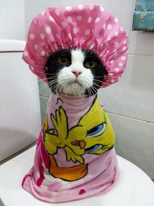 https://cdn.idntimes.com/content-images/post/20161117/animals-000-07272015-e8c8ecaa328f17c3e37f77f8af78d343.jpg