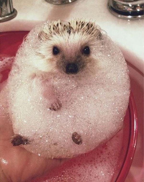 https://cdn.idntimes.com/content-images/post/20161117/animals-001-07272015-df3ae5fd099d591917cda4874141f6e8.jpg