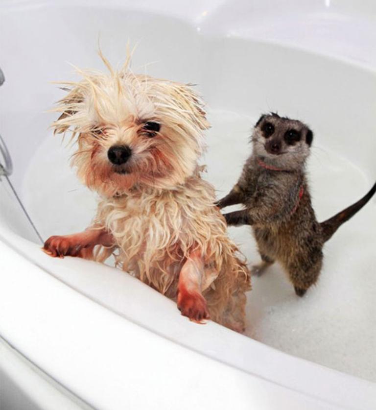 https://cdn.idntimes.com/content-images/post/20161117/animals-003-07272015-7323e908c3e3bfab6040d895afff9e9f.jpg