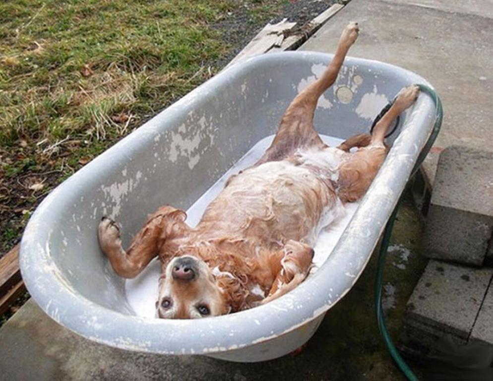 https://cdn.idntimes.com/content-images/post/20161117/animals-004-07272015-7c97e1de57d4aa8be0d1f4e4085c8cb1.jpg