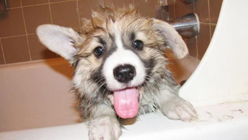 https://cdn.idntimes.com/content-images/post/20161117/animals-006-07272015-2c723d8f9b0f1eded53baee0d89d4bf9.jpg