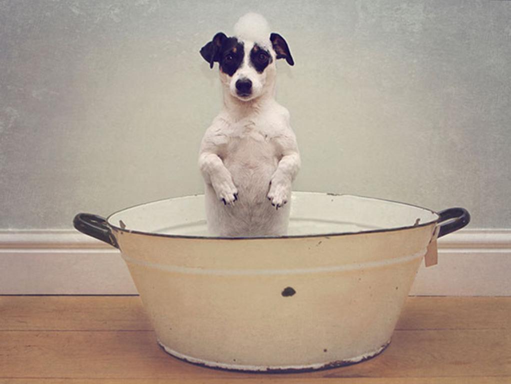 https://cdn.idntimes.com/content-images/post/20161117/animals-007-07272015-6d12dd6bfc1b4774d47d988ab3df7eb0.jpg