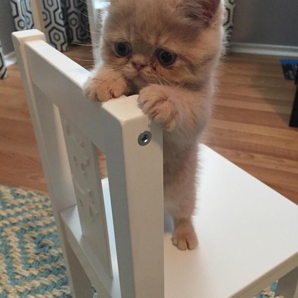 http://cdn.idntimes.com/content-images/post/old/b1853-george-the-cat-standing-on-2-legs-15.jpg
