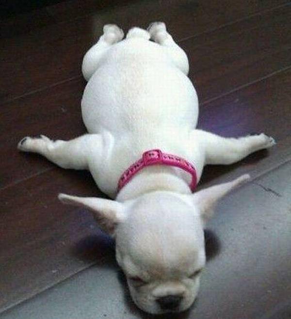 http://cdn.idntimes.com/content-images/post/old/bac7a-3_PuppyPlanking.jpg