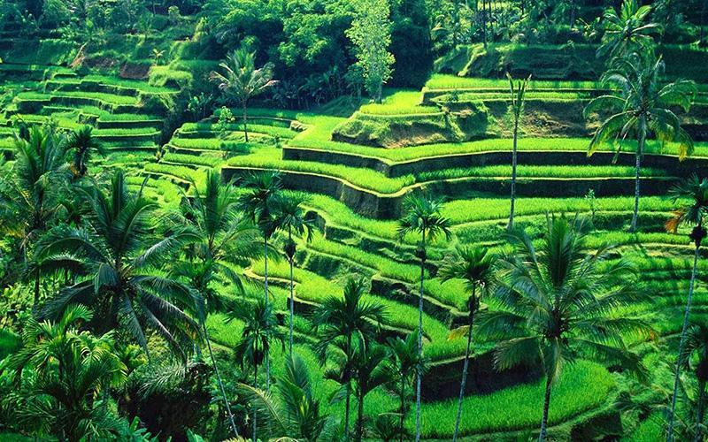 http://cdn.idntimes.com/content-images/post/20160620/bali2-0ff81302b4ae53fa214b54e1b6a0fdb0.jpg