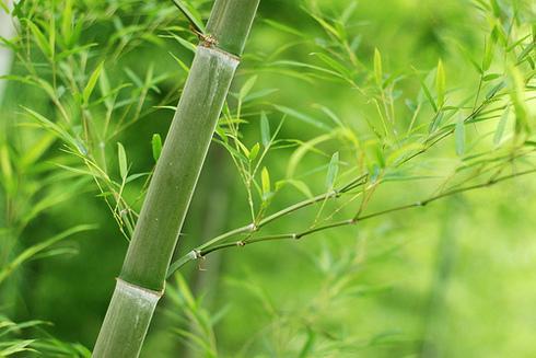 https://cdn.idntimes.com/content-images/post/20180315/bambu-hijau-cb95b6fb48e7729160c39dae10fe228b.jpg