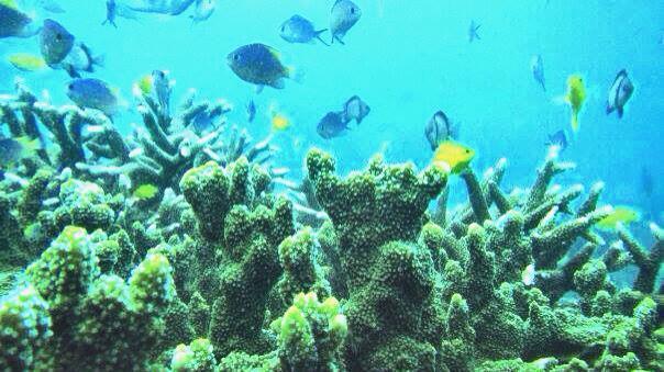 http://cdn.idntimes.com/content-images/post/20160301/bangsring-underwater-0fa6244cab427479395138d9ba64e918.JPG