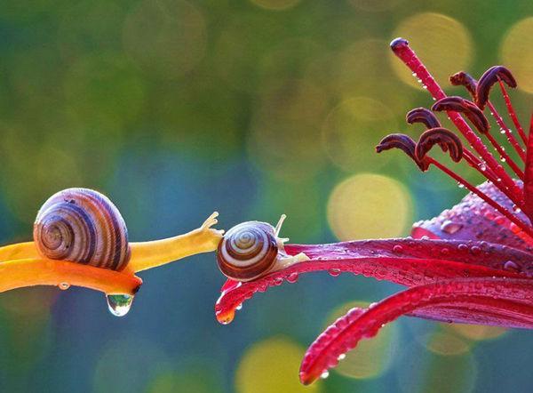 http://cdn.idntimes.com/content-images/post/old/bc99c-Siput2_viralandscom.jpg