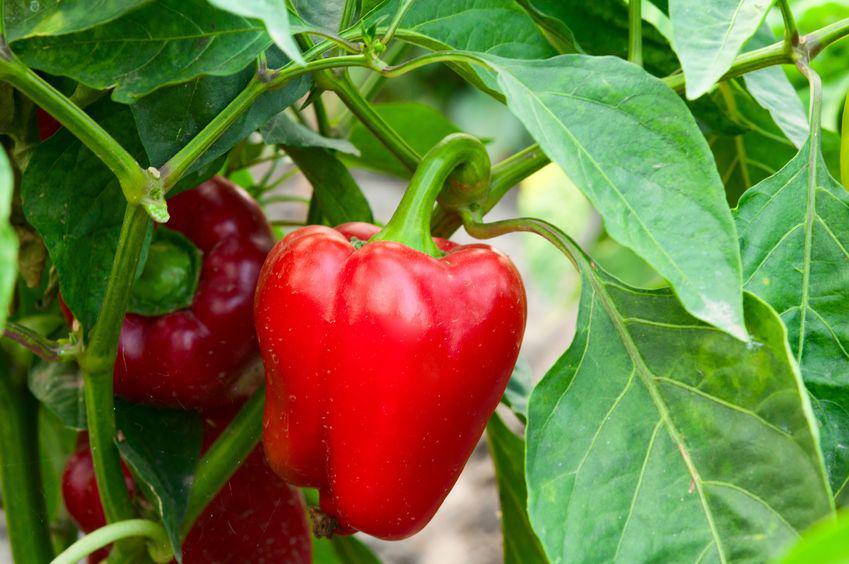 https://cdn.idntimes.com/content-images/post/20170510/bell-pepper-paprika-ca1167fec1f869321eac25e2d54d0553.jpg