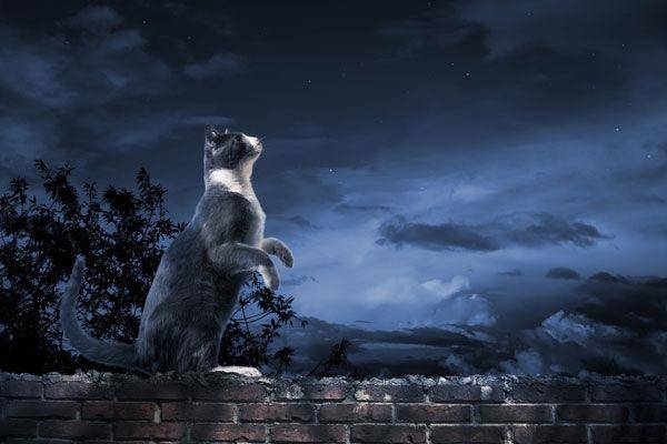 http://cdn.idntimes.com/content-images/post/20160223/cat-at-night-5697325ab9d383e1544c777e7e6b87b8.jpg