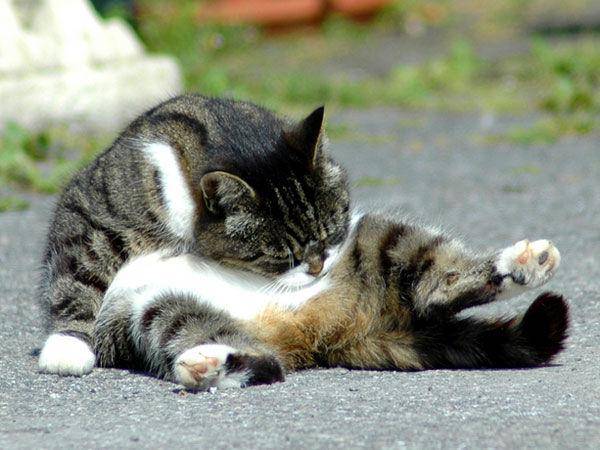 http://cdn.idntimes.com/content-images/post/20160223/cat-licks-own-butt-466110745687629709b9b3de4ef93acc.jpg