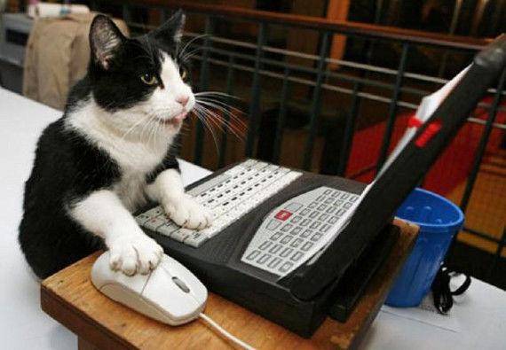http://cdn.idntimes.com/content-images/post/20160223/cat-votes-for-himself-c21043ca4aa21f0fc9c7858dacda72dc.jpg