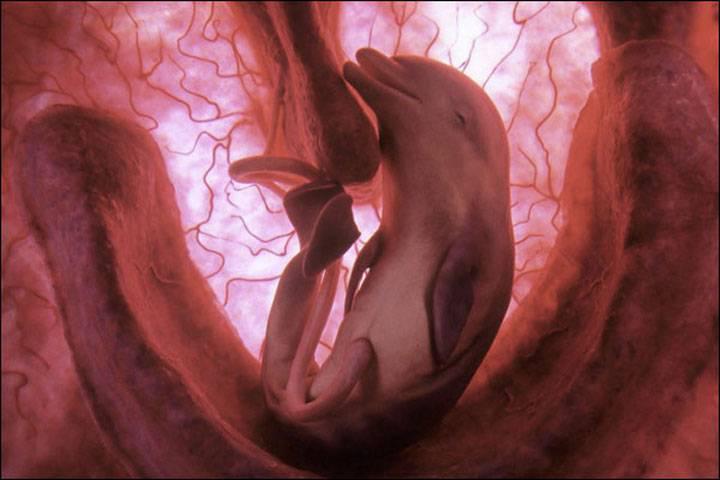 http://cdn.idntimes.com/content-images/post/old/cb1a3-Dolphin---viralscape.com.jpg