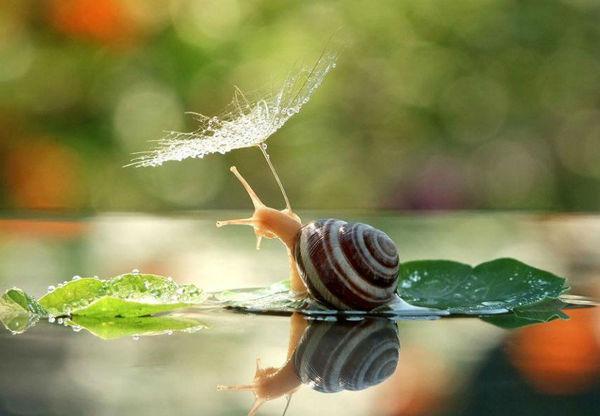 http://cdn.idntimes.com/content-images/post/old/cc420-Siput1_viralandscom.jpg