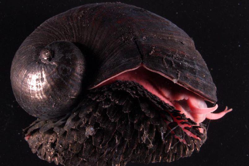5 Fakta Unik Siput Gunung Berapi, Berlapis Besi dan Gak Pernah Makan