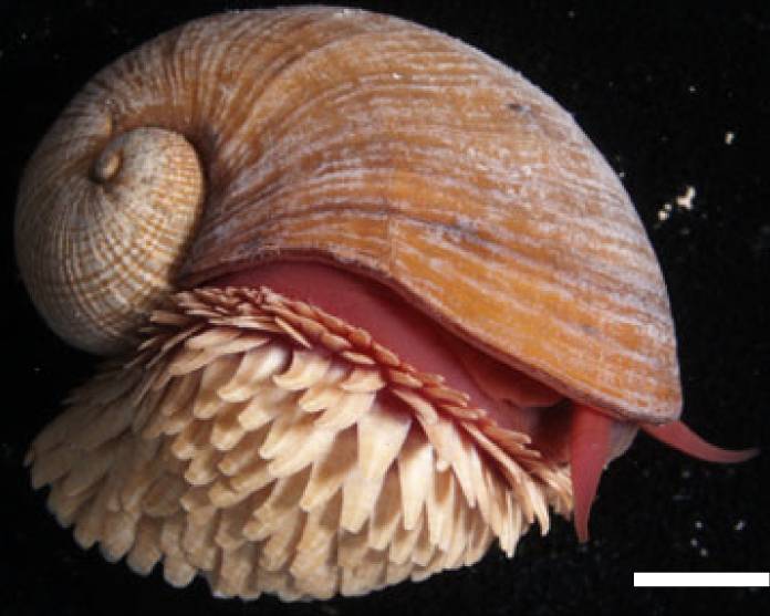 spesimen siput gunung berapi (commons.wikimedia.org/Kentaro Nakamura, Hiromi Watanabe, Junichi Miyazaki, Ken Takai, Shinsuke Kawagucci, Takuro Noguchi, Suguru Nemoto, Tomo-o Watsuji, Takuya Matsuzaki, Takazo Shibuya, Kei Okamura, Masashi Mochizuki, Yuji Orihashi, Tamaki Ura, Akira Asada, Daniel Marie, Meera Koonjul, Manvendra Singh, Girish Beedessee, Mitrasen Bhikajee, Kensaku Tamaki)