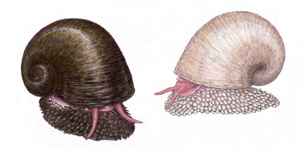 ilustrasi siput gunung berapi (commons.wikimedia.org/Rachel Caauwe)