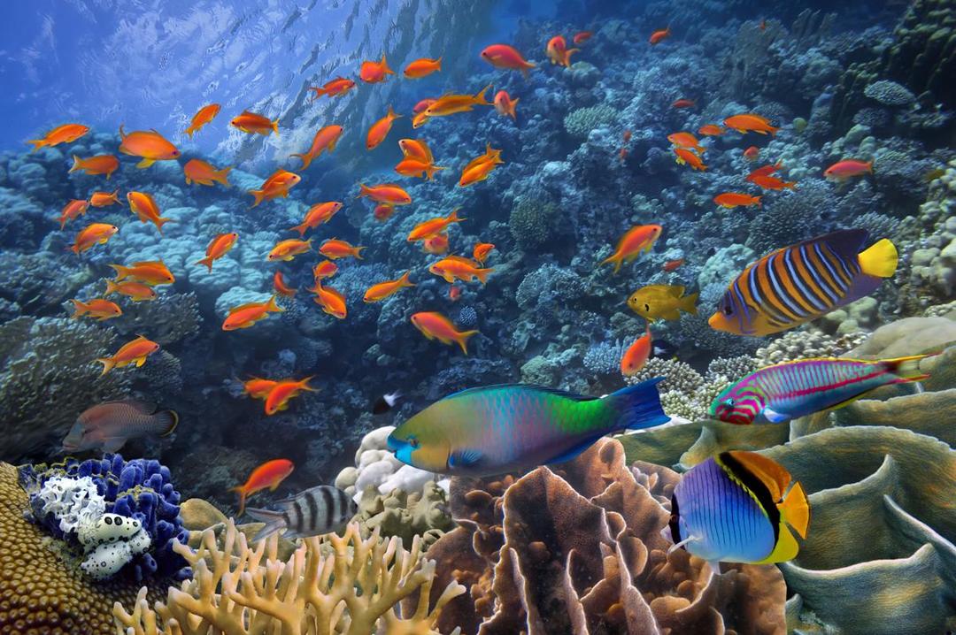 https://cdn.idntimes.com/content-images/post/20171121/cms-naturalwonders-inline-coralreef-resized-07ea40574097635955b32bf1973ab98c.jpg