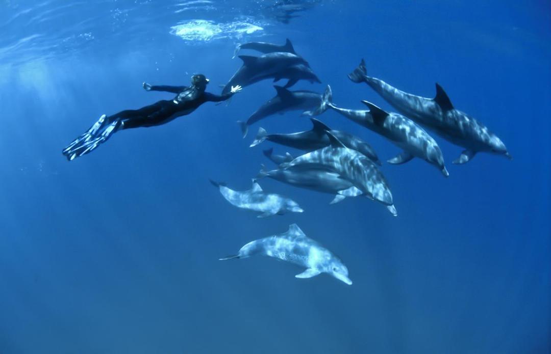 https://cdn.idntimes.com/content-images/post/20171121/cms-outdooradventureitinerary-inline-dolphin-372e8edc2e2d24836e9edf81a74a0a3a.jpg