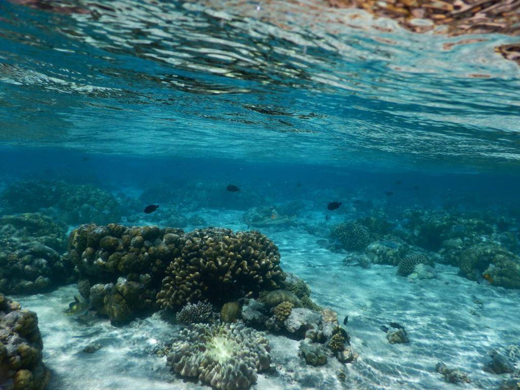 http://cdn.idntimes.com/content-images/post/20160702/cocos6a-ad874eda9a66d367a12057aad72489a4.JPG
