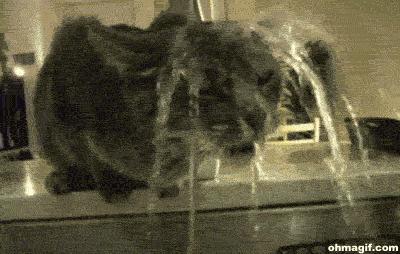 http://cdn.idntimes.com/content-images/post/old/d42fe-alone4_giphy.gif