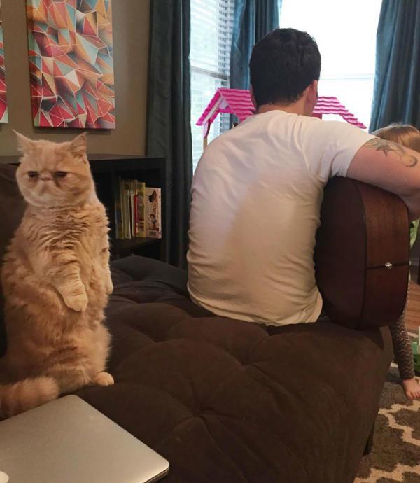 http://cdn.idntimes.com/content-images/post/old/d9b1e-george-the-cat-standing-on-2-legs-5.jpg