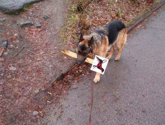 http://cdn.idntimes.com/content-images/post/20160719/dog-rebel-3d94ef00c50519247390c0866e712194.jpg