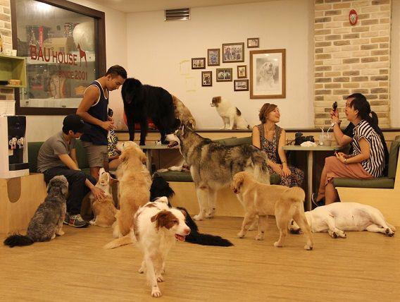 http://cdn.idntimes.com/content-images/post/20151208/dogkafe-ddf6c12ec69d197cf24eb3ef8a2fd99c.jpg