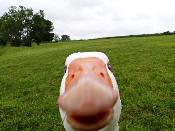 http://cdn.idntimes.com/content-images/post/20151014/duck.jpg