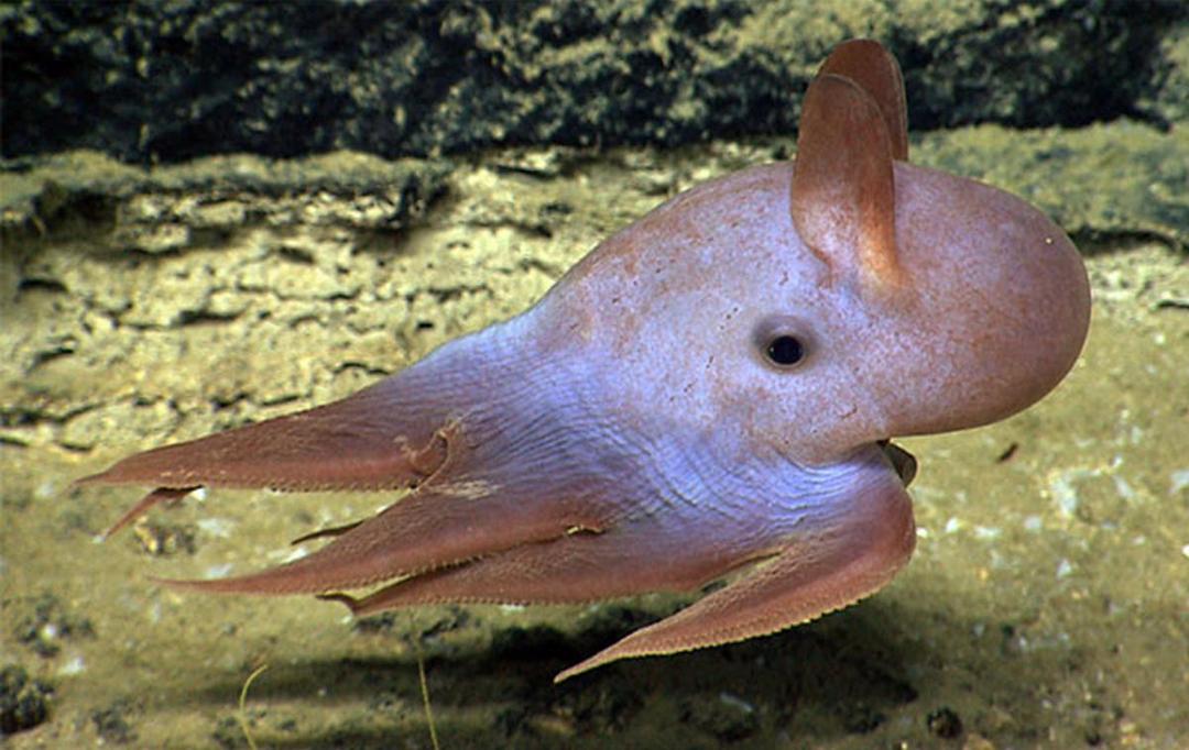 https://cdn.idntimes.com/content-images/post/20180524/dumbo-oceana-620bf1ad919a6b0f8c188d9c1de97f8d.jpg