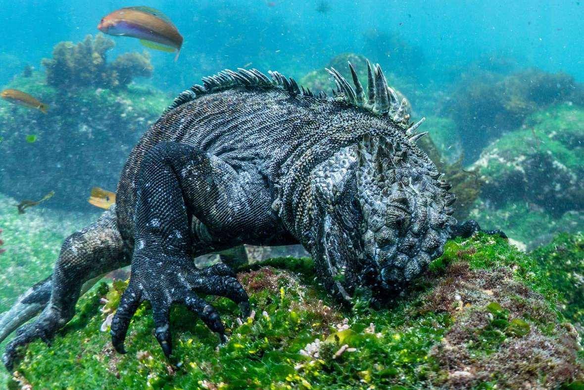 http://cdn.idntimes.com/content-images/post/20160412/earthtouchnews-7668b60f4fe782e1ec5688bc0615f6b5.jpg