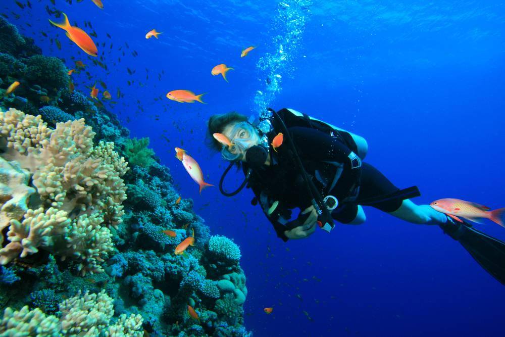 http://cdn.idntimes.com/content-images/post/old/ec3bb-diving_brazil.comru.jpg