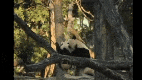 http://cdn.idntimes.com/content-images/post/20160210/ezgif-3942412333-panda-d9345f04cd1275197be8108d52f193d4.gif
