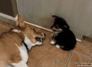 http://cdn.idntimes.com/content-images/post/old/f0cc6-2_giphy.gif