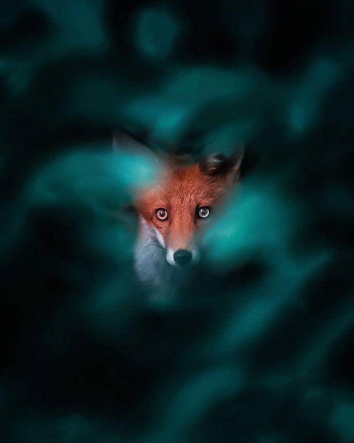 https://cdn.idntimes.com/content-images/post/20180524/finnish-guys-photos-showing-foxes-like-they-step-straight-out-from-fairytale-in-his-photos-5ae8bf0fad8e3-700-93c6e7ce3ce6845ed1a449d1fa85e4cd.jpg