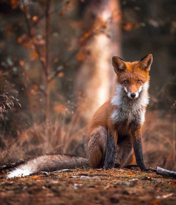 https://cdn.idntimes.com/content-images/post/20180524/finnish-guys-photos-showing-foxes-like-they-step-straight-out-from-fairytale-in-his-photos-5ae8bf1712e97-700-c44e400564b6a17bcf47d40349d4127f.jpg