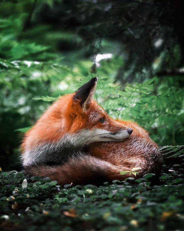 https://cdn.idntimes.com/content-images/post/20180524/finnish-guys-photos-showing-foxes-like-they-step-straight-out-from-fairytale-in-his-photos-5ae8bf1956597-700-27673fd49da68e564ee3152aa6ec2a0e.jpg