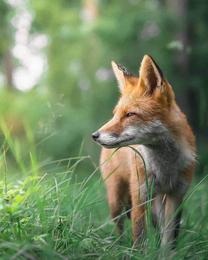 https://cdn.idntimes.com/content-images/post/20180524/finnish-guys-photos-showing-foxes-like-they-step-straight-out-from-fairytale-in-his-photos-5ae8bf205e2b2-700-4fd40cae871817f473a62e313114739d.jpg