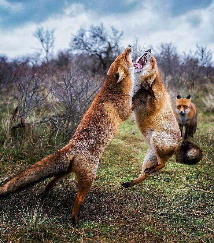 https://cdn.idntimes.com/content-images/post/20180524/finnish-guys-photos-showing-foxes-like-they-step-straight-out-from-fairytale-in-his-photos-5ae8bf22ae5c2-700-63d2ee19a5b98495c1e1fbccee66de76.jpg