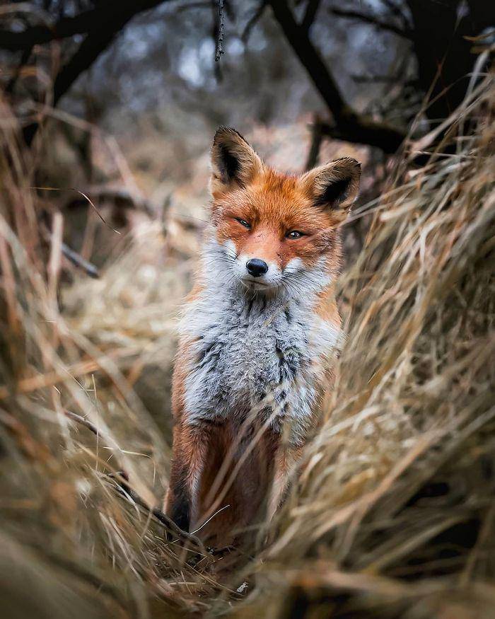 https://cdn.idntimes.com/content-images/post/20180524/finnish-guys-photos-showing-foxes-like-they-step-straight-out-from-fairytale-in-his-photos-5ae8bf2817b1c-700-2cc1bace34c93b9267d9992fd259883a.jpg