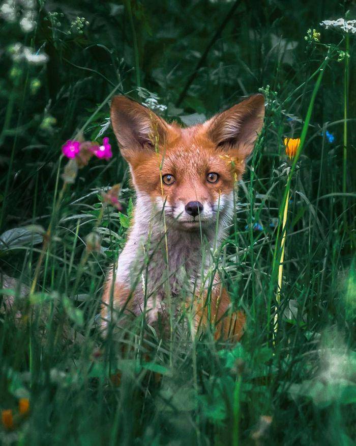 https://cdn.idntimes.com/content-images/post/20180524/finnish-guys-photos-showing-foxes-like-they-step-straight-out-from-fairytale-in-his-photos-5ae8bf2d42df5-700-f1bdce122e51d92913f52d6e8cf510b4.jpg