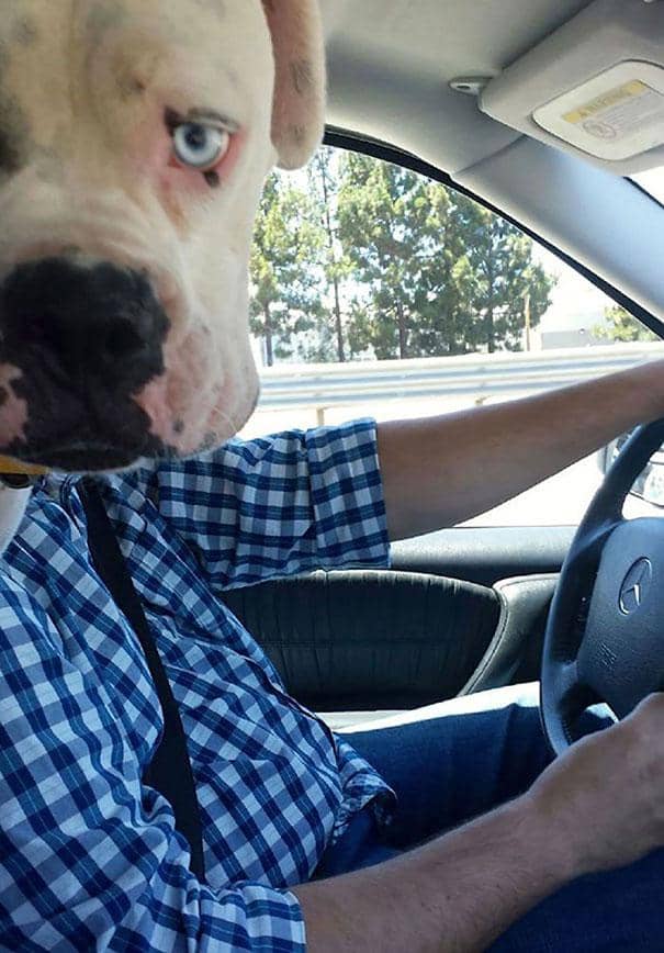https://cdn.idntimes.com/content-images/post/20170424/funny-dog-photobombs-8-58ecd66f74f5c-605-3c4495b12375b749673a6873d4829aaf.jpg