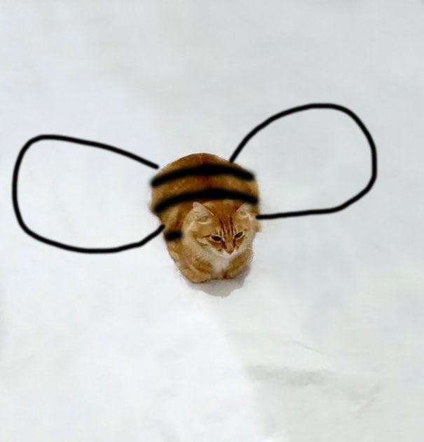 http://cdn.idntimes.com/content-images/post/20151210/funny-doodles-on-lovely-cat-photo-bee-605-148d79abbf911e0a76dfe9b9cb90a776.jpg
