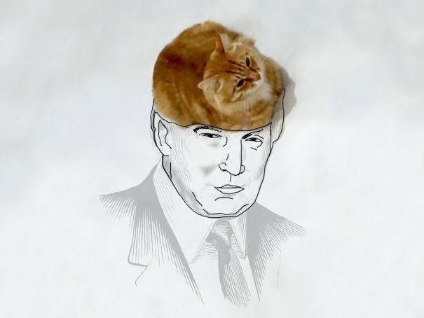 http://cdn.idntimes.com/content-images/post/20151210/funny-doodles-on-lovely-cat-photo-donald-trump-605-d5f3a528ba92d0daea071c1c93c58109.jpg